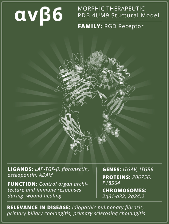 Animation for Morphic TX