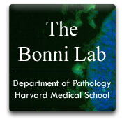 The Bonni Lab - Department of Pathology, Harvard Medical School